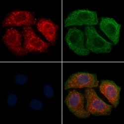 Invitrogen NEURL1 Polyclonal Antibody 100 &mu;L; Unconjugated:Antibodies,
