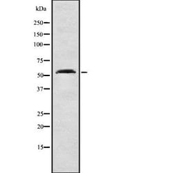 Invitrogen NIPA Polyclonal Antibody 100 &mu;L; Unconjugated:Antibodies,