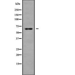 Invitrogen NOX3 Polyclonal Antibody 100 &mu;L; Unconjugated:Antibodies,