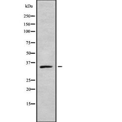 Invitrogen OR2A42 Polyclonal Antibody 100 &mu;L; Unconjugated:Antibodies,