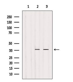 Invitrogen OR4N4 Polyclonal Antibody 100 &mu;L | Buy Online | Invitrogen&trade; | Fisher Scientific