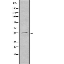 Invitrogen OR51F2 Polyclonal Antibody 100 &mu;L | Buy Online | Invitrogen&trade; | Fisher Scientific