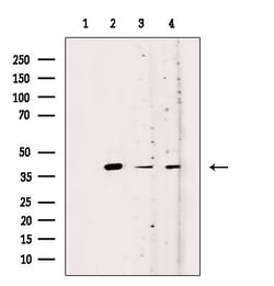 Invitrogen OR52K1 Polyclonal Antibody 100 &mu;L; Unconjugated:Antibodies,