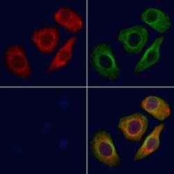 Invitrogen OR5AP2 Polyclonal Antibody 100 &mu;L; Unconjugated:Antibodies,