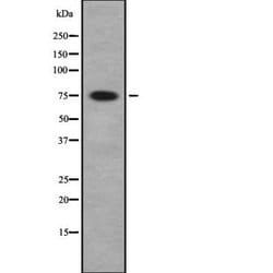 Invitrogen PAK7 Polyclonal Antibody 100 &mu;L; Unconjugated:Antibodies,