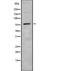 Invitrogen PDE4B/PDE4C/PDE4D Polyclonal Antibody 100 &mu;L; Unconjugated:Antibodies,
