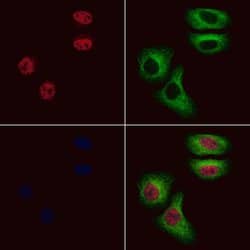 Invitrogen PEG3 Polyclonal Antibody 100 &mu;L; Unconjugated:Antibodies,