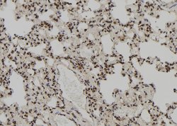 Invitrogen PEG3 Polyclonal Antibody 100 &mu;L; Unconjugated:Antibodies,