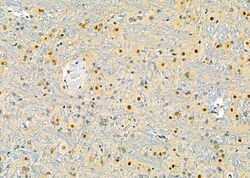 Invitrogen PEG3 Polyclonal Antibody 100 &mu;L; Unconjugated:Antibodies,