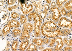 Invitrogen OLFML2B Polyclonal Antibody 100 &mu;L; Unconjugated:Antibodies,