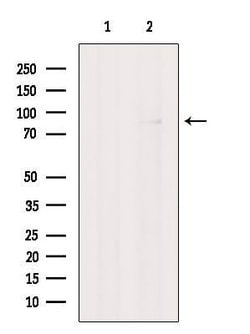 Invitrogen OLFML2B Polyclonal Antibody 100 &mu;L; Unconjugated:Antibodies,