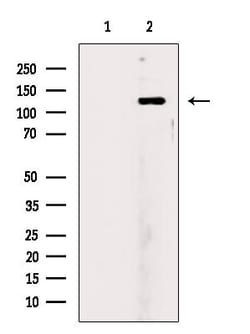 Invitrogen POLR3B Polyclonal Antibody 100 &mu;L; Unconjugated:Antibodies,