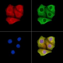 A26C2/A26C3 Polyclonal Antibody, Invitrogen 100 &mu;L; Unconjugated:Antibodies,