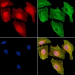 A26C2/A26C3 Polyclonal Antibody, Invitrogen 100 &mu;L; Unconjugated:Antibodies,