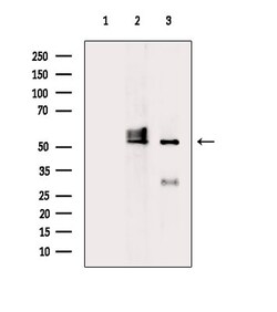 A26C2/A26C3 Polyclonal Antibody, Invitrogen 100 &mu;L; Unconjugated:Antibodies,