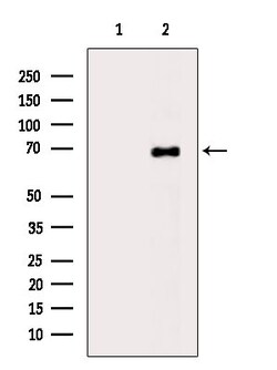 A26C2/A26C3 Polyclonal Antibody, Invitrogen 100 &mu;L; Unconjugated:Antibodies,