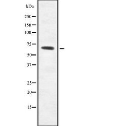A26C2/A26C3 Polyclonal Antibody, Invitrogen 100 &mu;L; Unconjugated:Antibodies,