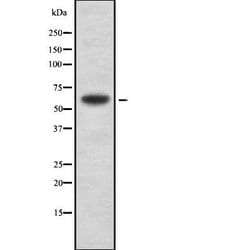 Invitrogen A26C2/A26C3 Polyclonal Antibody 100 &mu;L; Unconjugated:Antibodies,