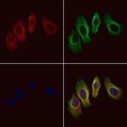 Invitrogen AGFG2 Polyclonal Antibody 100 &mu;L; Unconjugated:Antibodies,
