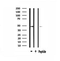 Invitrogen AGFG2 Polyclonal Antibody 100 &mu;L; Unconjugated:Antibodies,
