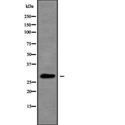 Invitrogen RAC1/RAC2/RAC3/CDC42 Polyclonal Antibody 100 &mu;L; Unconjugated:Antibodies,