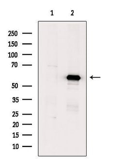 Invitrogen RCC2 Polyclonal Antibody 100 &mu;L; Unconjugated:Antibodies,