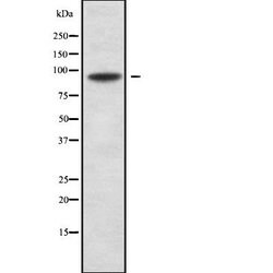 Invitrogen RFX3 Polyclonal Antibody 100 &mu;L; Unconjugated:Antibodies,