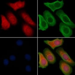 Invitrogen RhoBTB3 Polyclonal Antibody 100 &mu;L | Buy Online | Invitrogen&trade; | Fisher Scientific