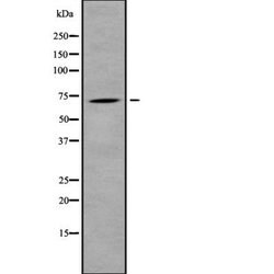 Invitrogen RhoBTB3 Polyclonal Antibody 100 &mu;L | Buy Online | Invitrogen&trade; | Fisher Scientific