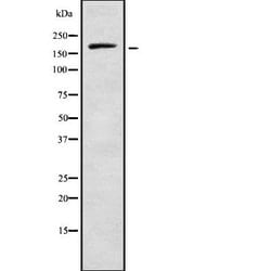 Invitrogen RREB1 Polyclonal Antibody 100 &mu;L | Buy Online | Invitrogen&trade; | Fisher Scientific
