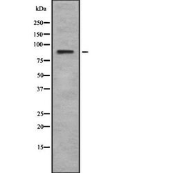 Invitrogen RSK4 Polyclonal Antibody 100 &mu;L; Unconjugated:Antibodies,