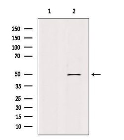 Invitrogen RXRG Polyclonal Antibody 100 &mu;L; Unconjugated:Antibodies,