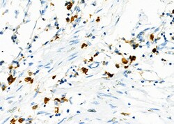 Invitrogen SIN3B Polyclonal Antibody 100 &mu;L; Unconjugated:Antibodies,