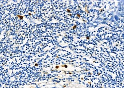 Invitrogen SIN3B Polyclonal Antibody 100 &mu;L; Unconjugated:Antibodies,