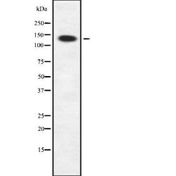 Invitrogen SIN3B Polyclonal Antibody 100 &mu;L; Unconjugated:Antibodies,