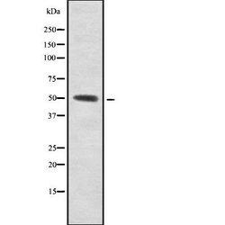 Invitrogen ZNF280A Polyclonal Antibody 100 &mu;L; Unconjugated:Antibodies,