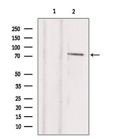 Invitrogen TBX2 Polyclonal Antibody 100 &mu;L; Unconjugated:Antibodies,