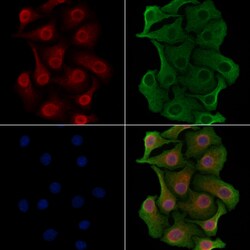 Invitrogen TLE4 Polyclonal Antibody 100 &mu;L; Unconjugated:Antibodies,
