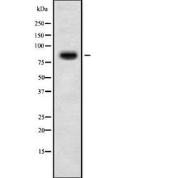 Invitrogen EVER2 Polyclonal Antibody 100 &mu;L; Unconjugated:Antibodies,