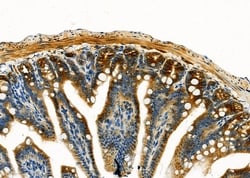 Invitrogen Uba5 Polyclonal Antibody 100 &mu;L; Unconjugated:Antibodies,