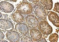 Invitrogen Uba5 Polyclonal Antibody 100 &mu;L; Unconjugated:Antibodies,