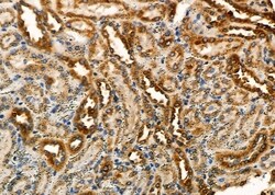 Invitrogen Uba5 Polyclonal Antibody 100 &mu;L; Unconjugated:Antibodies,