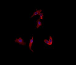 Invitrogen Uba5 Polyclonal Antibody 100 &mu;L; Unconjugated:Antibodies,