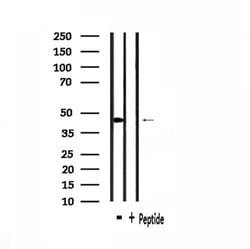 Invitrogen Uba5 Polyclonal Antibody 100 &mu;L; Unconjugated:Antibodies,