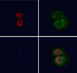 Invitrogen USP36 Polyclonal Antibody 100 &mu;L; Unconjugated:Antibodies,