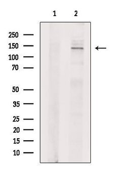 Invitrogen USP40 Polyclonal Antibody 100 &mu;L | Buy Online | Invitrogen&trade; | Fisher Scientific