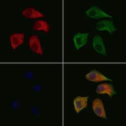 Invitrogen WAVE1 Polyclonal Antibody 100 &mu;L; Unconjugated:Antibodies,