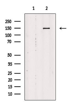 Invitrogen YEATS2 Polyclonal Antibody 100 &mu;L; Unconjugated:Antibodies,