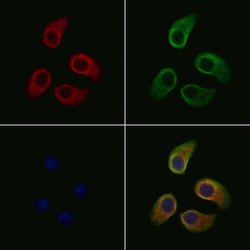 Invitrogen SLC39A2 Polyclonal Antibody 100 &mu;L; Unconjugated:Antibodies,