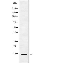 Invitrogen&trade;&nbsp;V-ATPase G3 Polyclonal Antibody